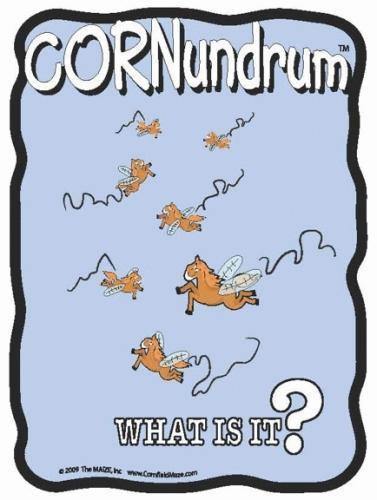 Horse Flies Cornundrum