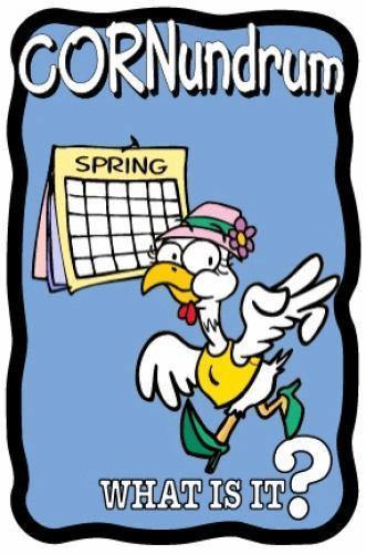 Spring Chicken Cornundrum