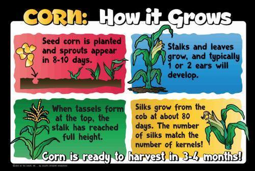 Corn Education Sign - Growth Cycle