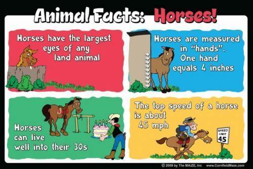 Horse Education Sign