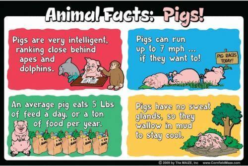Pig Education Sign