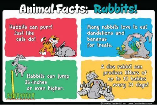 Rabbit Education Sign