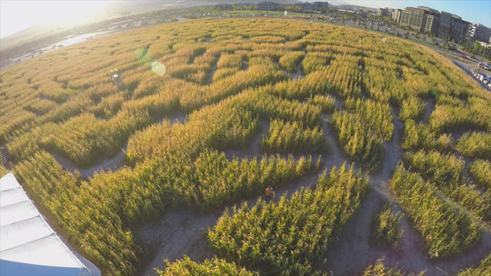 Corn Maze zoom over pan aerial drone