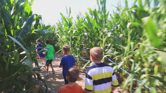 Kids walking in a corn maze