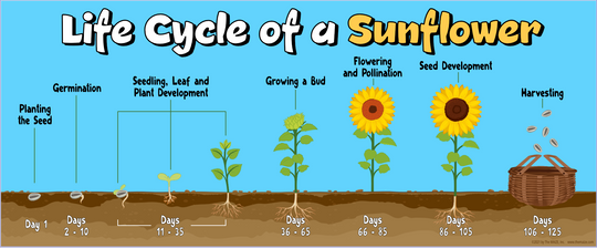 Sunflower Life Cycle Education Banner