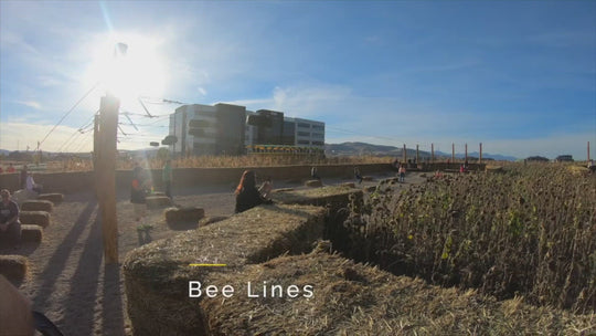Bee Lines Zip Line